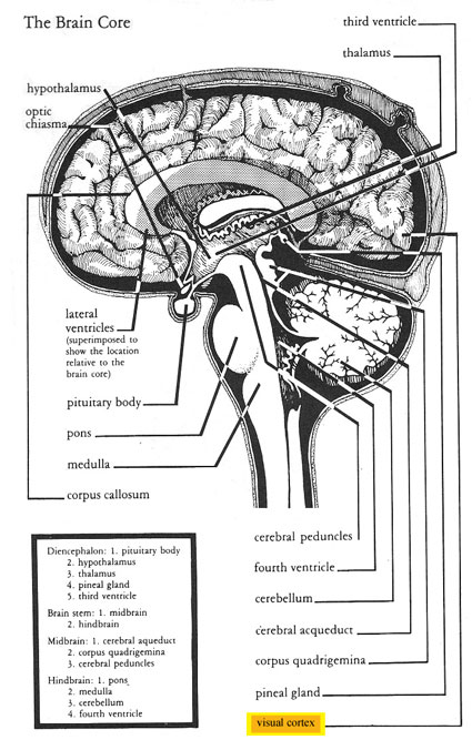 The Brain Core